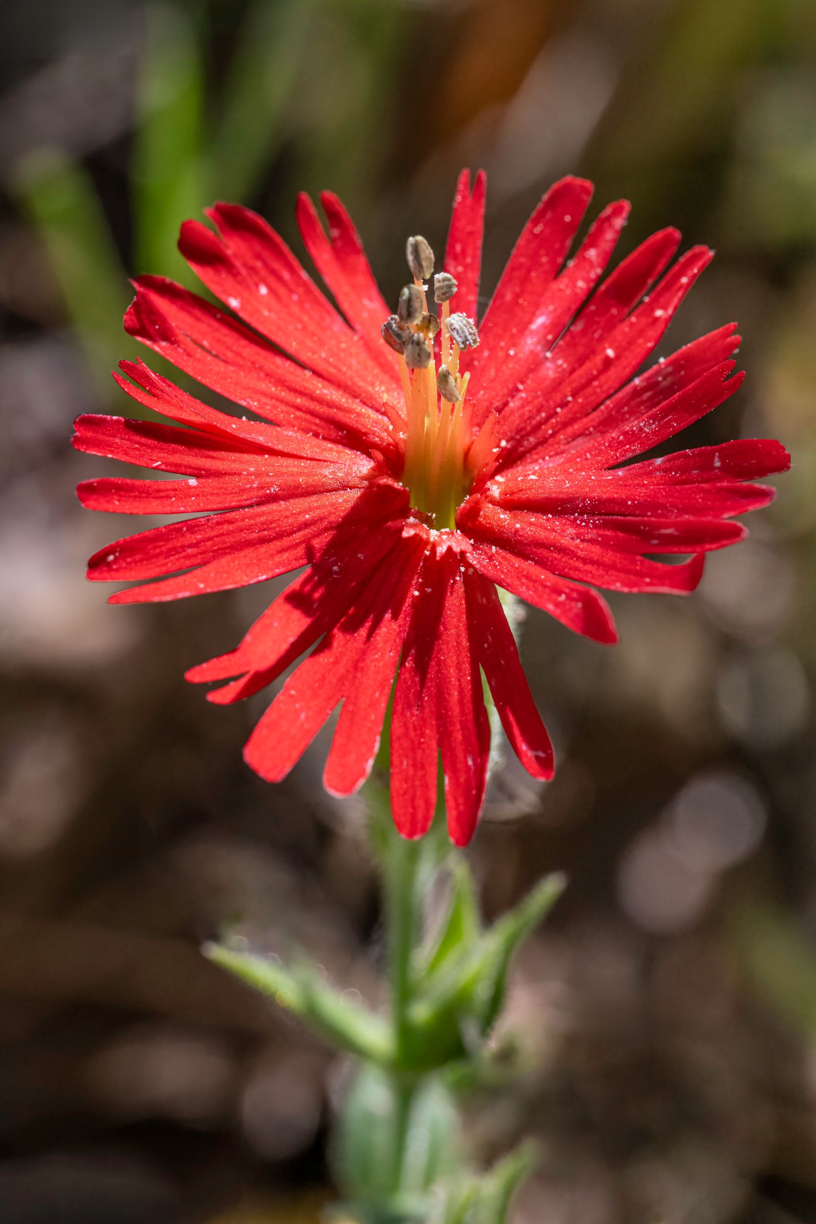 Image may contain Anther Flower Plant Pollen Daisy Petal and Geranium