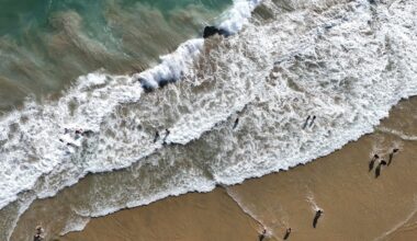 California sees uptick in great white sharks and deadly sea snakes during scorching heatwave - The Independent