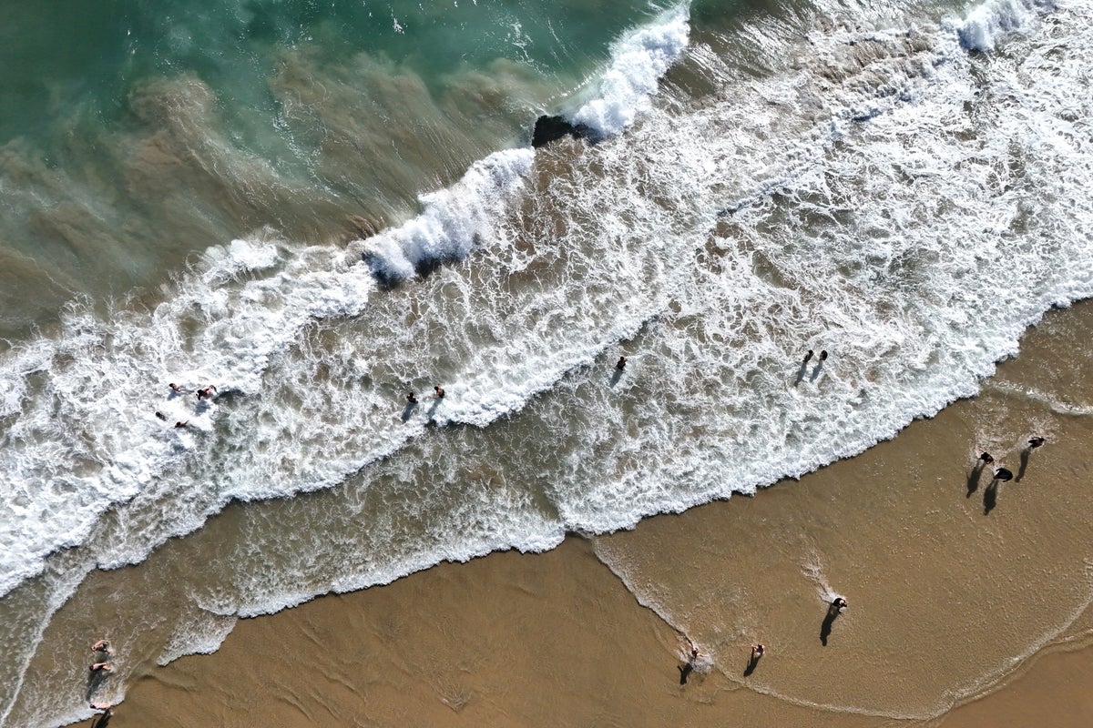 California sees uptick in great white sharks and deadly sea snakes during scorching heatwave - The Independent