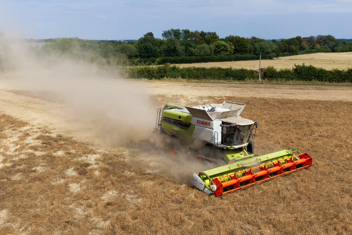 Farmers at ‘breaking point’ as heatwave Britain puts crops, livestock and livelihoods under threat