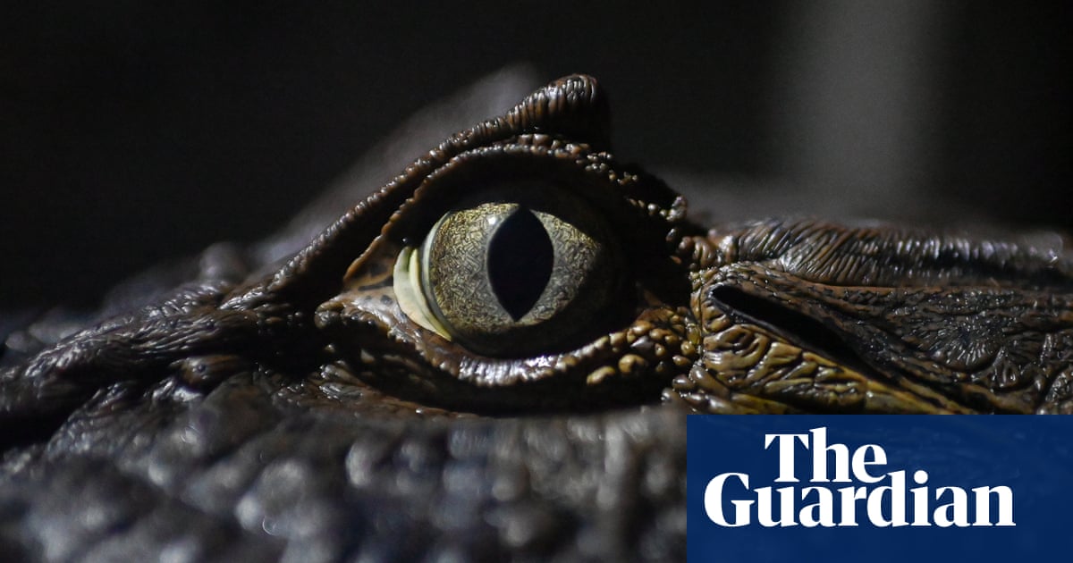Week in wildlife: a Cornish wallaby, a frazzled opossum and rare Montagu’s harrier chicks - The Guardian