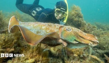 A diver swimming behind a giant Australian cuttlefish
