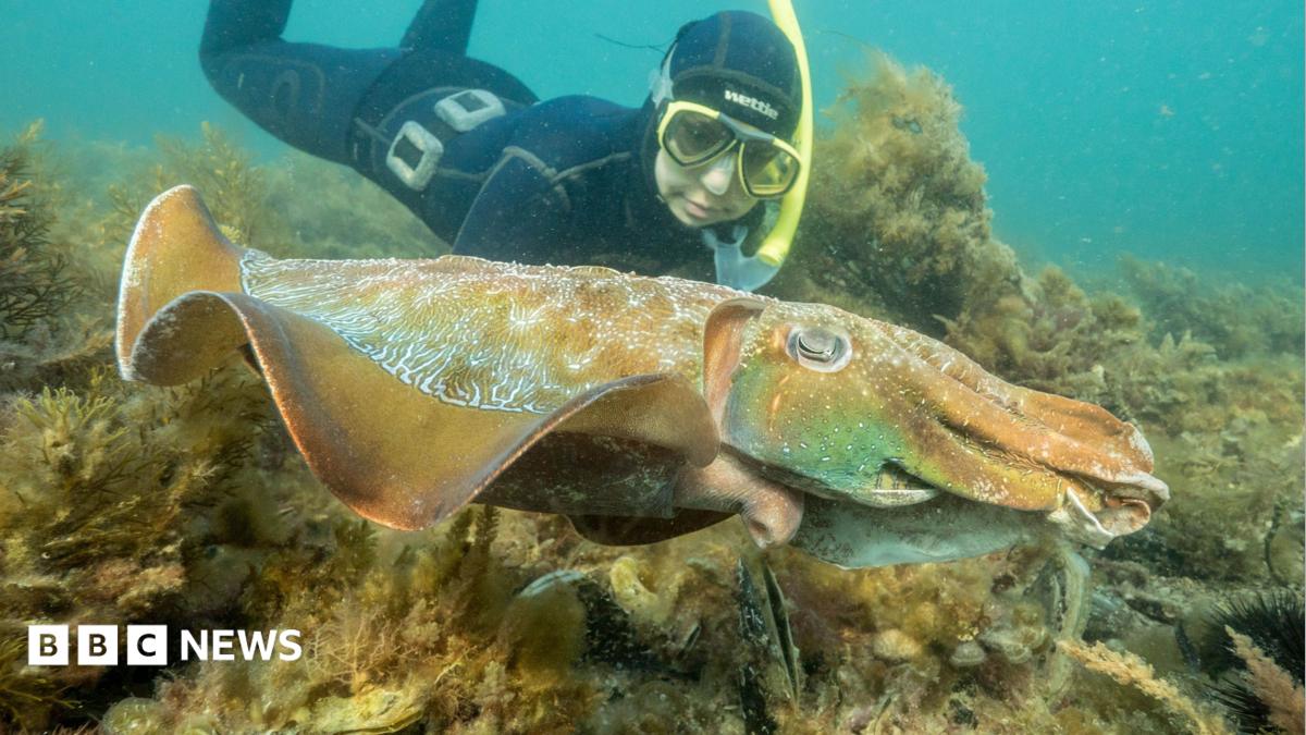A diver swimming behind a giant Australian cuttlefish