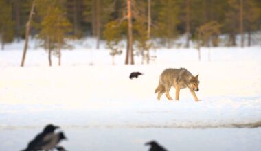 Consider Europe’s wolf
