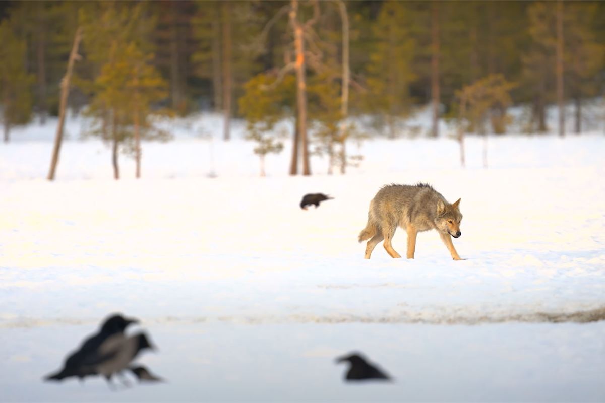 Consider Europe’s wolf