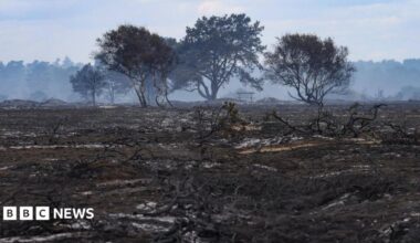 Blackened vegetation from a burnt-out heathland. Four burnt trees can be seen, and wisps of white smoke rise from the ground.