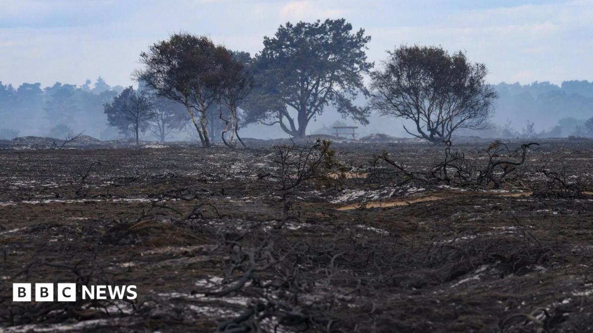 Blackened vegetation from a burnt-out heathland. Four burnt trees can be seen, and wisps of white smoke rise from the ground.