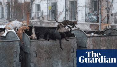 ‘Prisoners killed each other’s kittens. So now they’re forbidden inside’: Vladimir Karamazov’s best photograph | Art and design