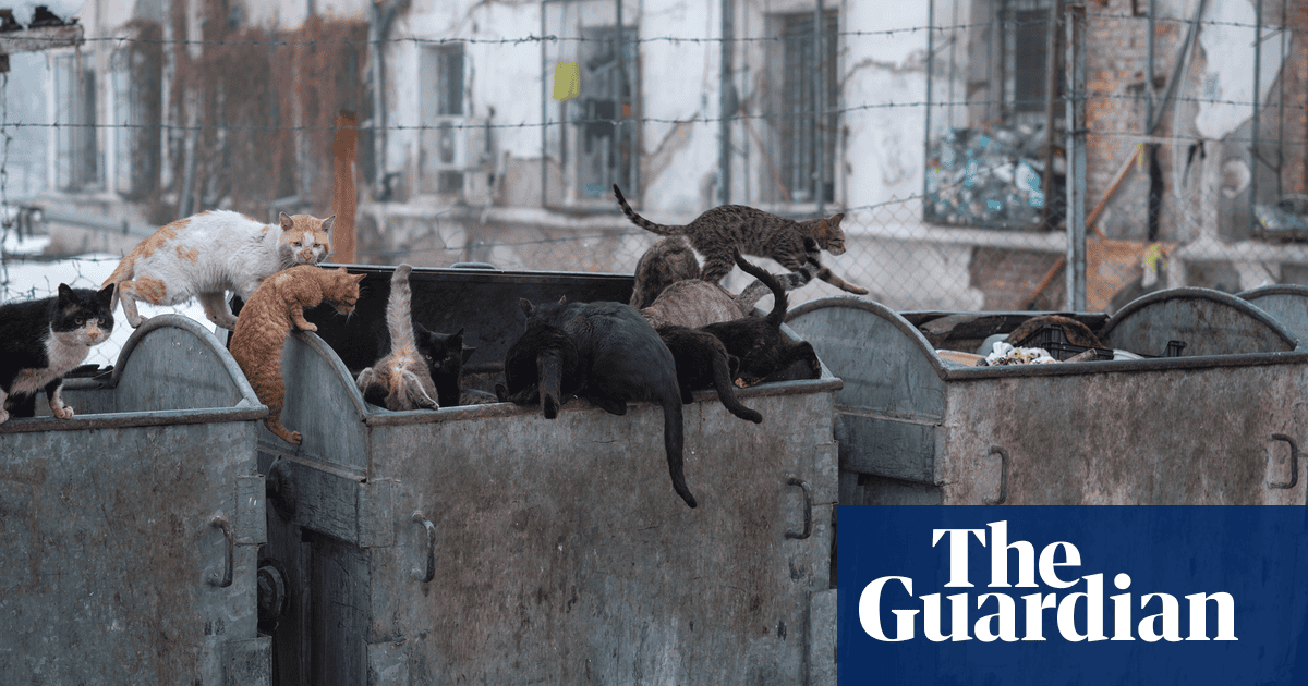 ‘Prisoners killed each other’s kittens. So now they’re forbidden inside’: Vladimir Karamazov’s best photograph | Art and design