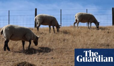 As heatwaves hit Britain, spare a thought for farm animals | Extreme heat