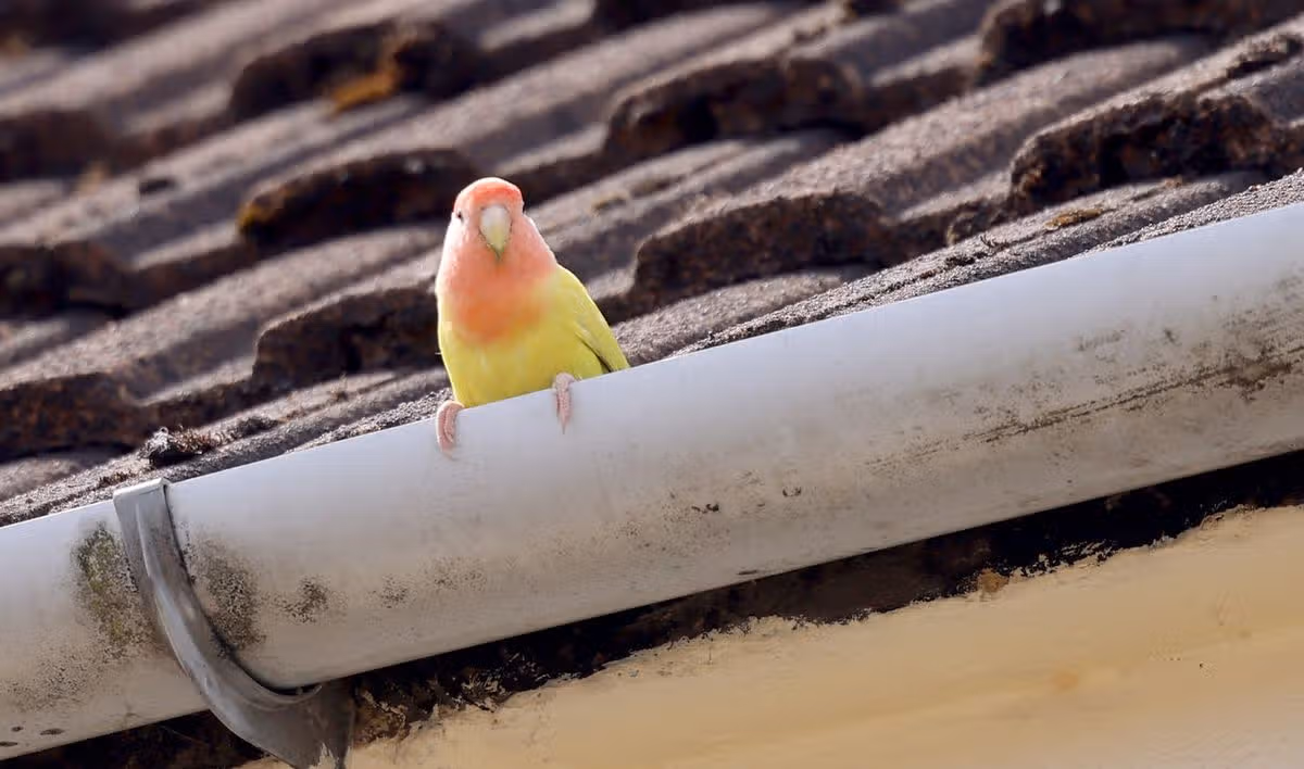 Neighbours tried to coax an escaped pet bird down from a rooftop during the aftermath of the flooding
