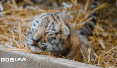 A young tiger club leans up against the windows of its enclosure. It has its eyes closed and is lying on a bed of straw