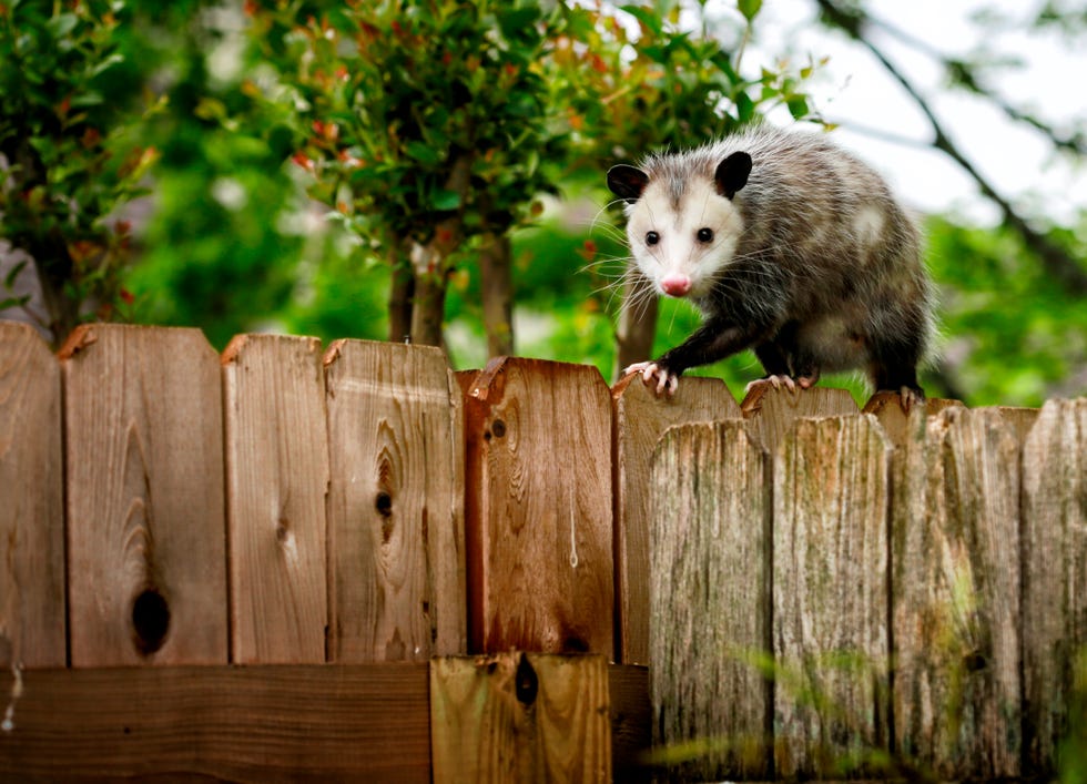 Opossum walking along the top of a wooden fence with trees in background