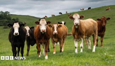 A herd of cattle in a green field, under a grey sky