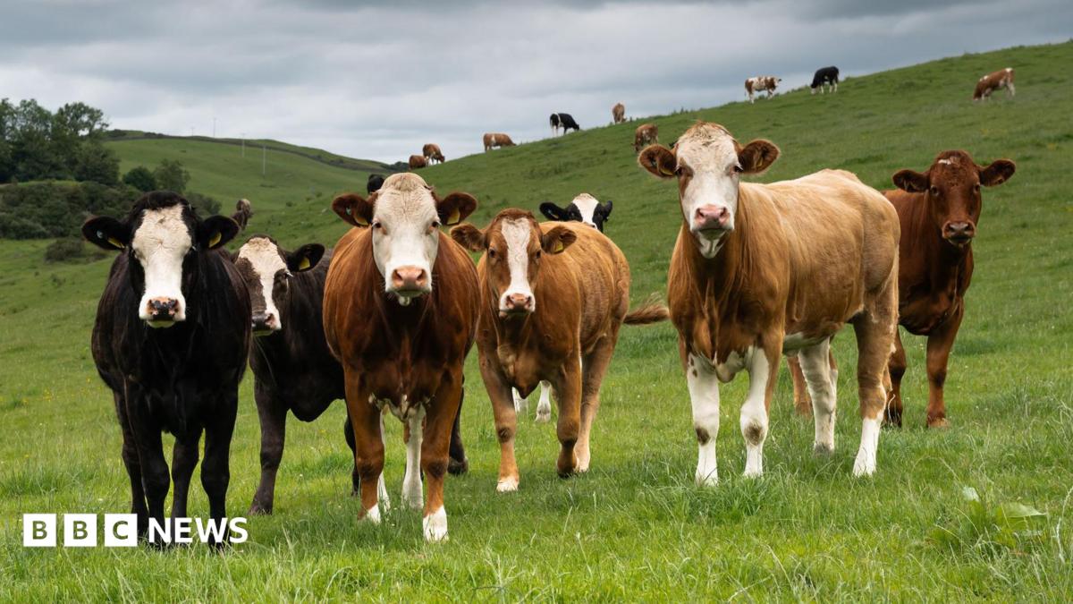 A herd of cattle in a green field, under a grey sky