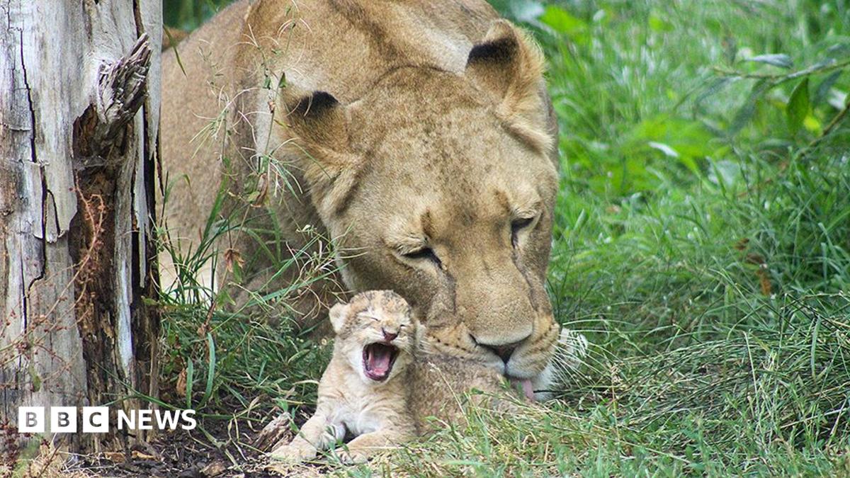 An African lion, with no mane, licking a cub that has its mouth wide open. They are pictured lying on the grass, leaning up against the trunk of a tree.