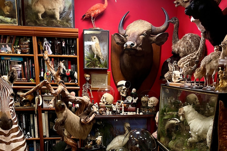 Many taxidermy animals inside a room with red walls.