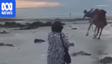 Rogue Cable Beach camel bucks tourists off during sunset ride