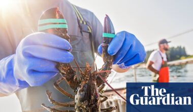 Lobsters and acidic seas: can shellfish help neutralise one of the greatest threats to the ocean? | Oceans