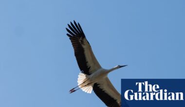 ‘They do look majestic’: tears and pride as first white storks set free in Cornwall | Birds