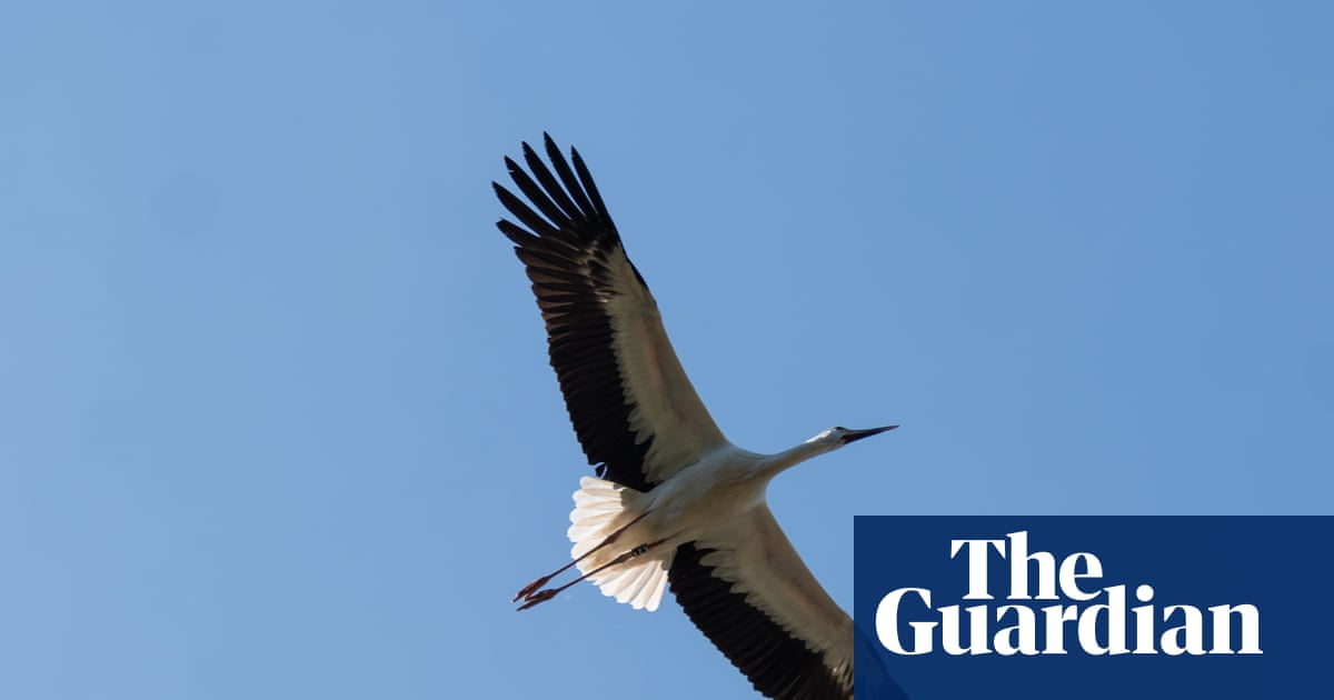 ‘They do look majestic’: tears and pride as first white storks set free in Cornwall | Birds