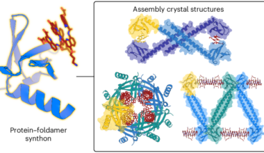 A protein–foldamer supramolecular synthon for self-assembled hybrid architectures