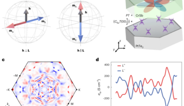 Electrical manipulation and detection of perpendicular altermagnetic order via a proximitized Dirac semimetal