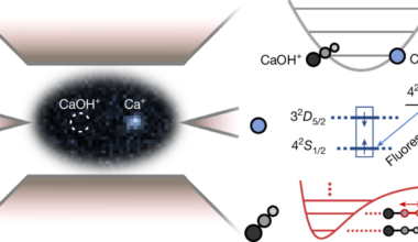 Infrared absorption spectroscopy of a single polyatomic molecular ion