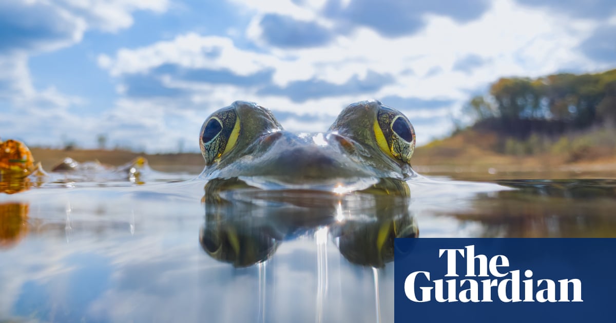 ‘From this perspective, the bullfrog feels powerful and mythical’: Steven Scott Grogin’s best phone picture | Photography