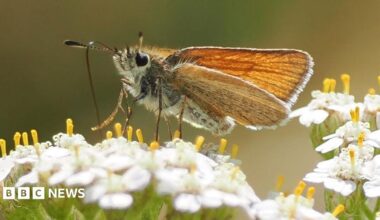 A Essex Skipper butterfly on a white flower at the former Nature's World site in Acklam. The butterfly is brown with a black colouring on the top of the antennas.