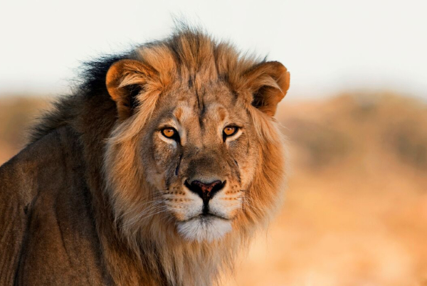 World Lion Day: Lions and communities face a growing struggle to coexist