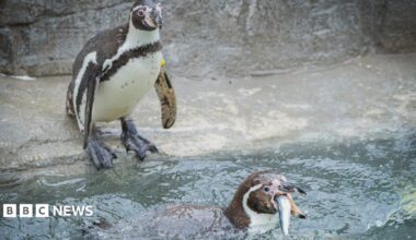 Head and shoulders shot of two penguins in a zoo enclosure.