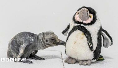 A newly-hatched king penguin chick, which is a silvery-grey colour and has wrinkled skin, pecks at a stuffed toy of an adult penguin.