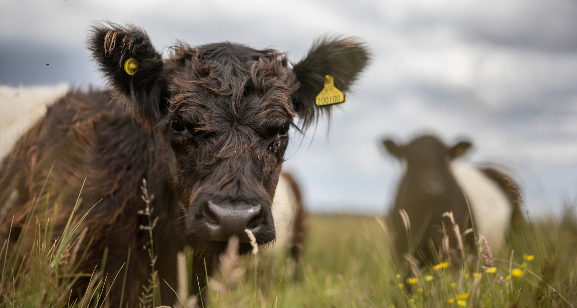 UK increases scrutiny of corporate regenerative agriculture claims