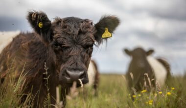 UK increases scrutiny of corporate regenerative agriculture claims