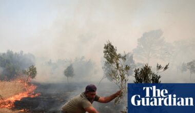 Price of olive oil expected to rise again as European crops feel the heat | Food & drink industry