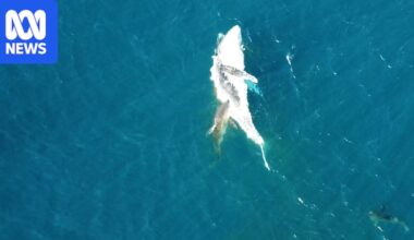 Drone pilot films great white, tiger sharks gorging on whale carcass off Bawley Point