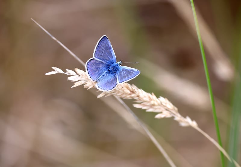 The climate breakdown is negatively impacting wildlife in the area. Photograph: Dara Mac Dónaill / The Irish Times