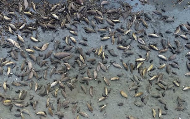 There is a colony of about 2500 seals next to the station.