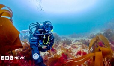 Woman scientific diver exploring a Cornish maerl bed surrounded by other seaweeds stretching up around her.