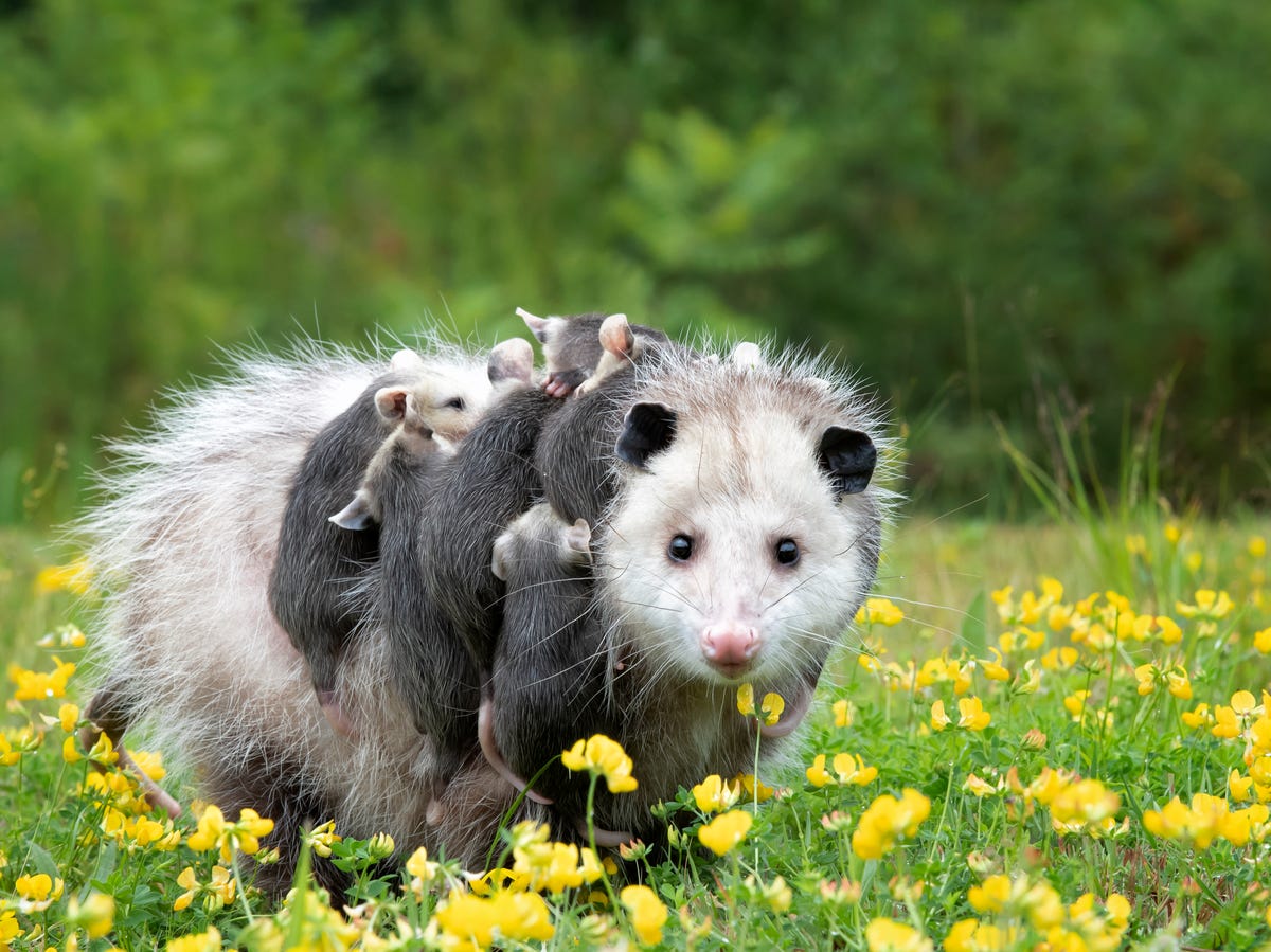 Are Opossums Good for Your Yard? An Expert Explains