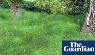Country diary: All hail the horsetail, a plant that could survive anything | Plants