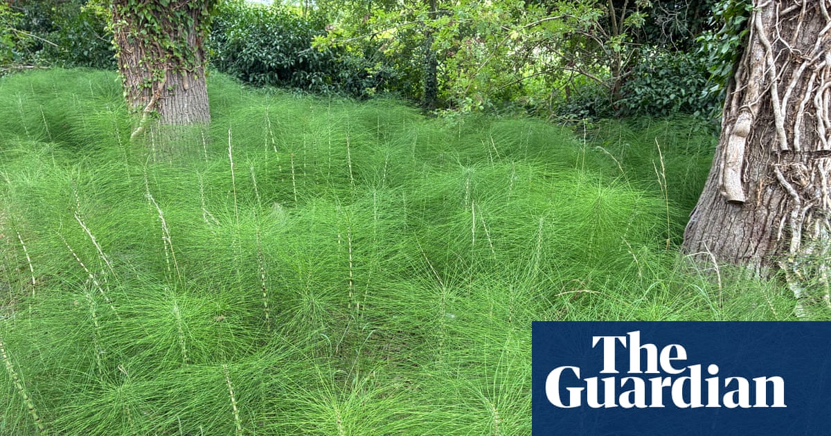 Country diary: All hail the horsetail, a plant that could survive anything | Plants