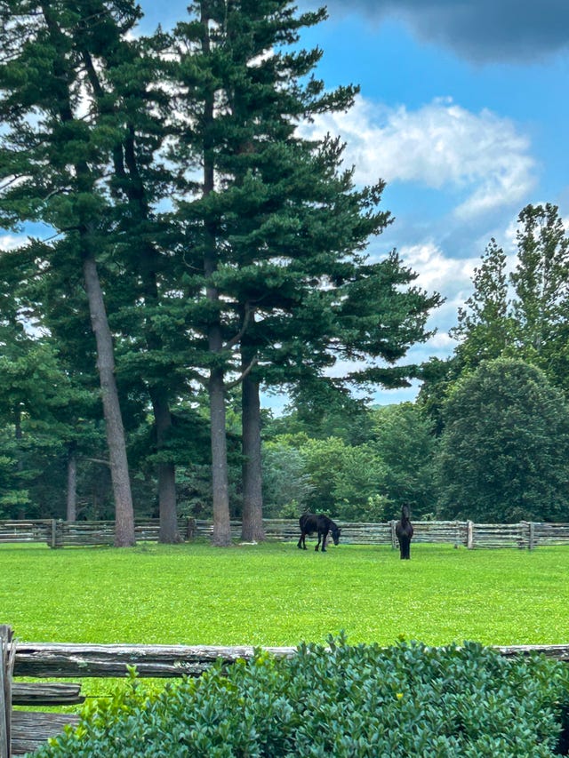 Two horses grazing in a lush green field surrounded by tall trees and a wooden fence.