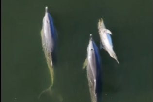 Two dolphins swimming next to a floating, dead calf.