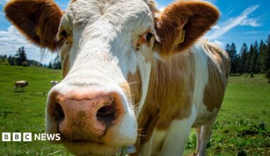A brown and white cow in a field.