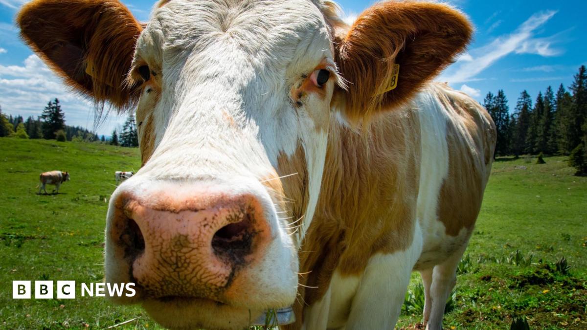 A brown and white cow in a field.