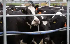 Beef prices have gained 24 per cent in June from a year earlier, according to ANZ Bank.