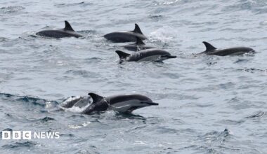 A pod of dolphins swimming in choppy grey-blue water.