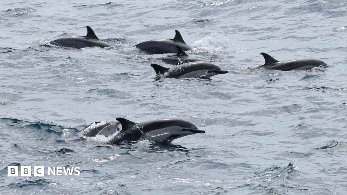 A pod of dolphins swimming in choppy grey-blue water.